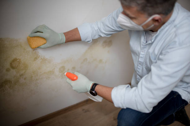 Best Home Mold Removal  in Lumberton, MS