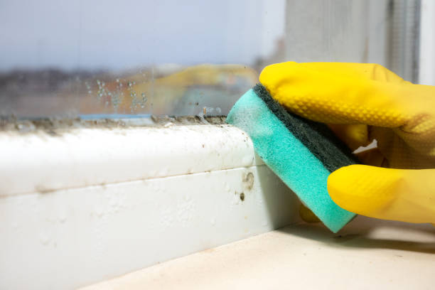 Best Mold Removal Company Near Me  in Lumberton, MS