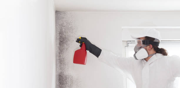 Best Toxic Mold Removal  in Lumberton, MS