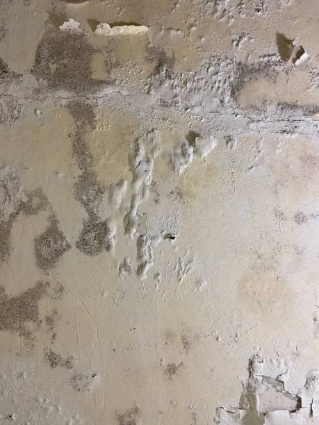 Best Mold Testing  in Lumberton, MS