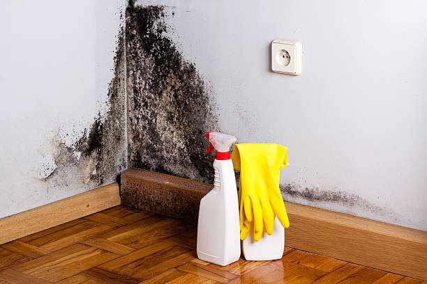 Crawl Space Mold Removal in Lumberton, MS