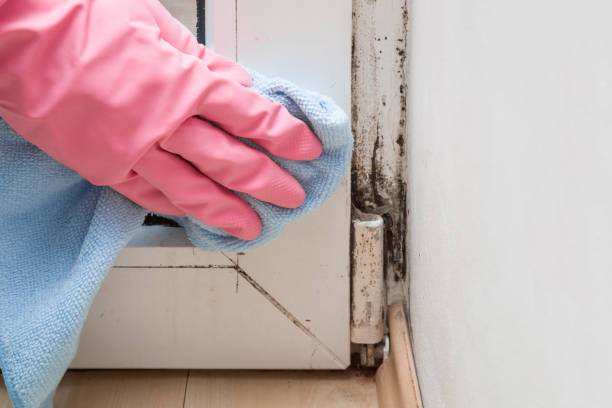 Best Local Mold Removal Service  in Lumberton, MS