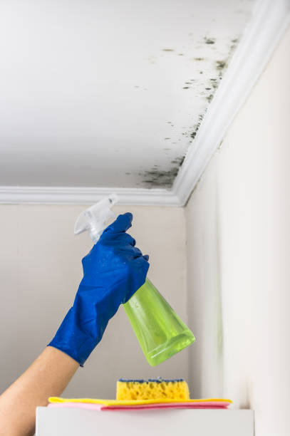 Trusted Lumberton, MS Mold Removal Experts
