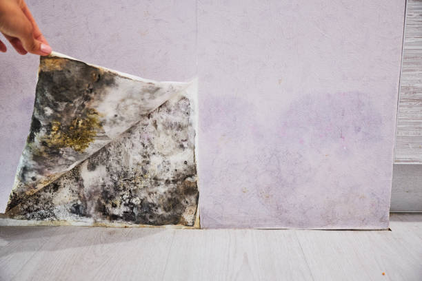 Best Professional Mold Removal  in Lumberton, MS